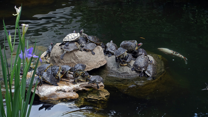 2017-04-15_142611 china-2017.jpg - Hongkong Island - Hongkong-Park